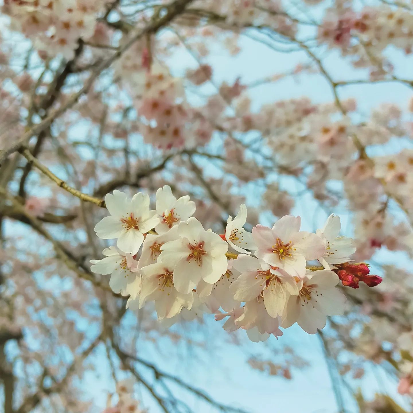 あおう人形展示場隣の桜- from Instagram
