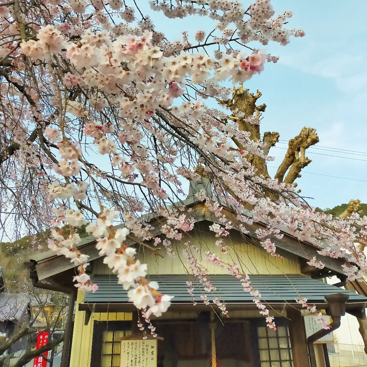 藤川宿　明星院　境内- from Instagram