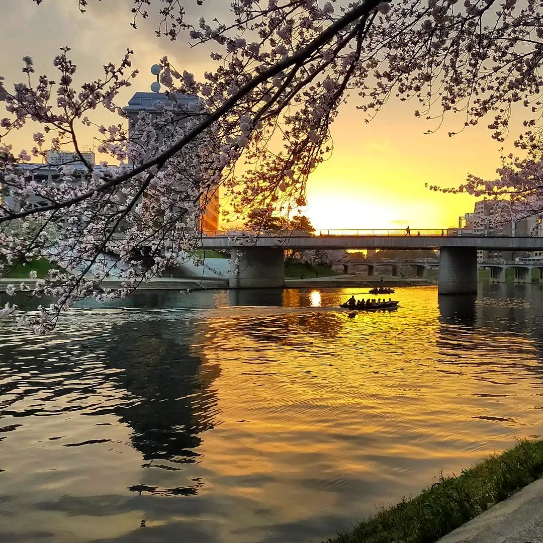 岡崎の桜まつり- from Instagram
