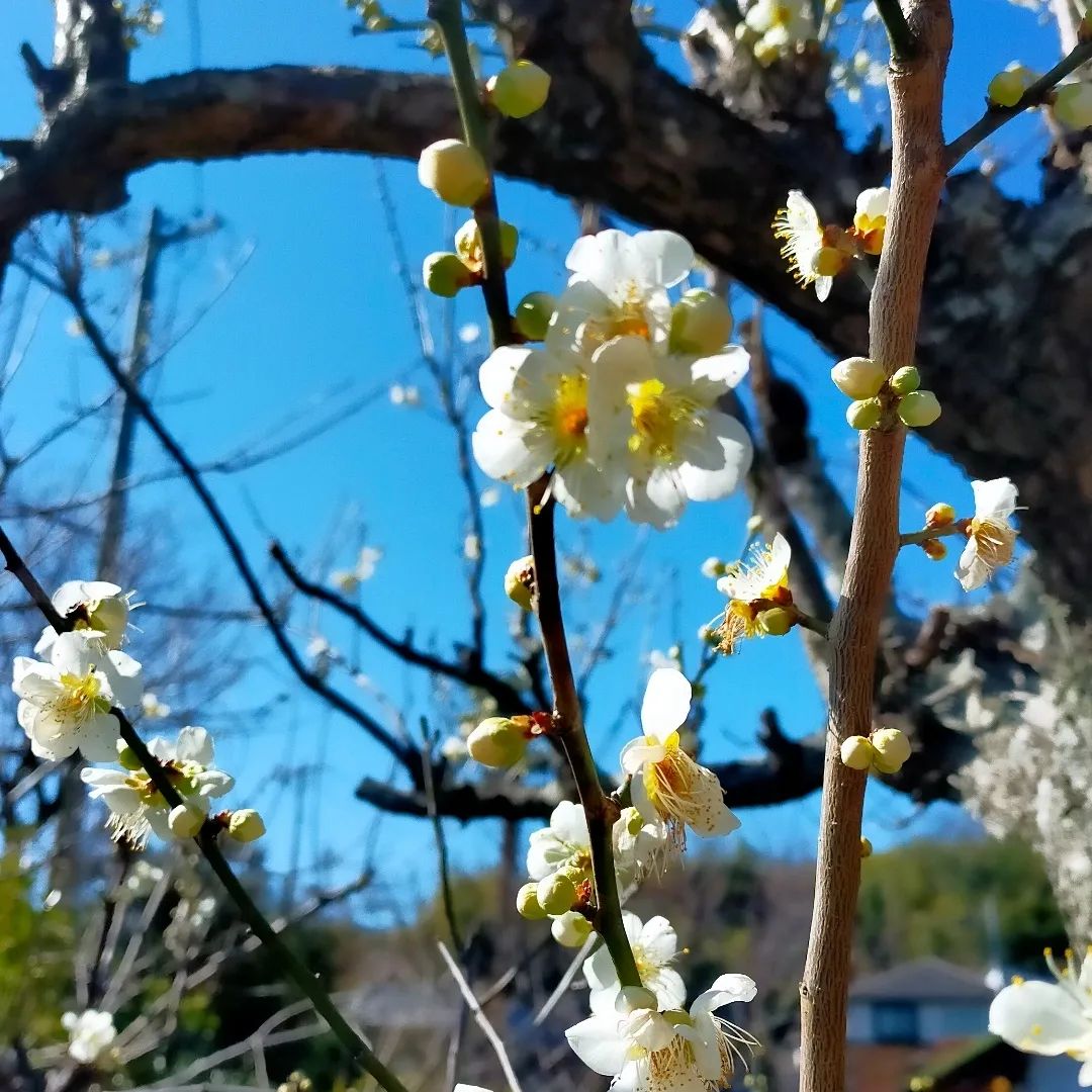 梅咲きました- from Instagram