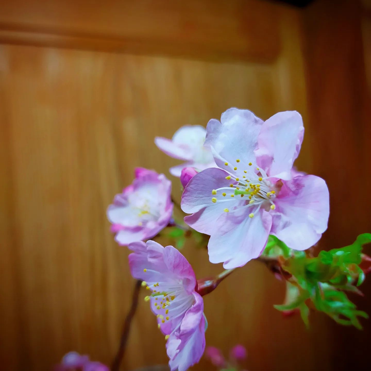 桜の名所　岡崎市- from Instagram