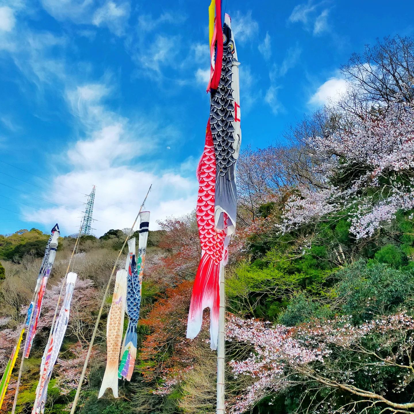 夏山小学校の鯉のぼりと桜- from Instagram