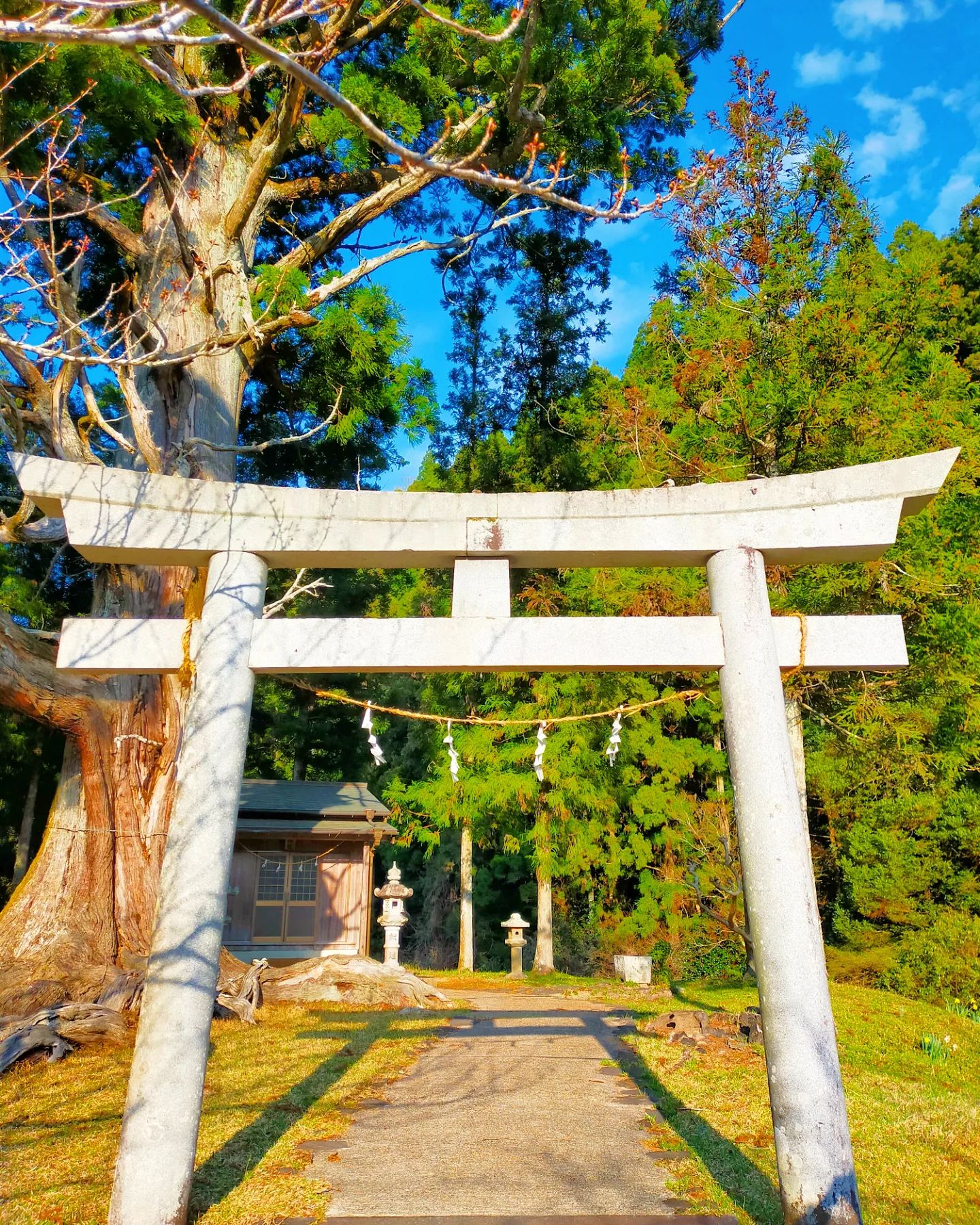 夏山の大杉- from Instagram