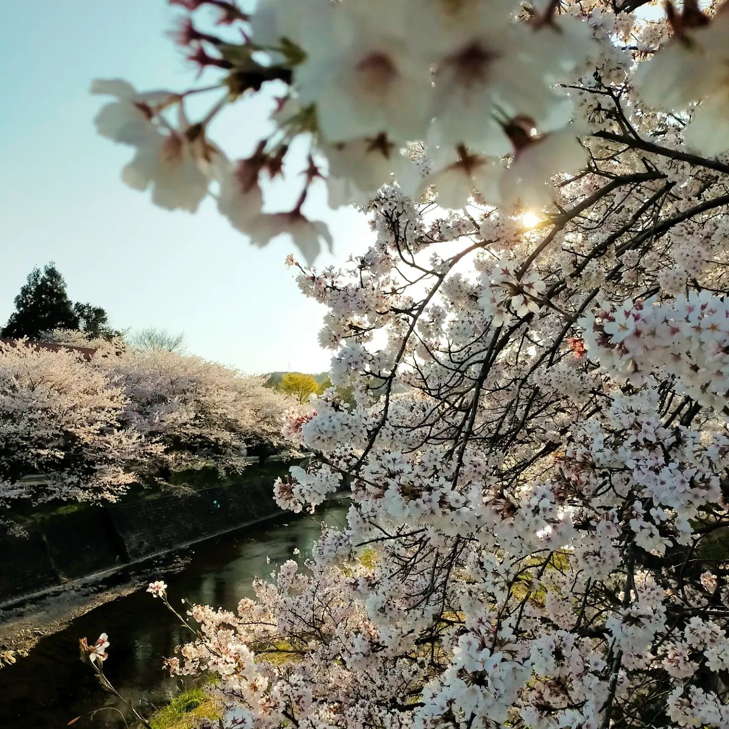 岡崎の桜- from Instagram